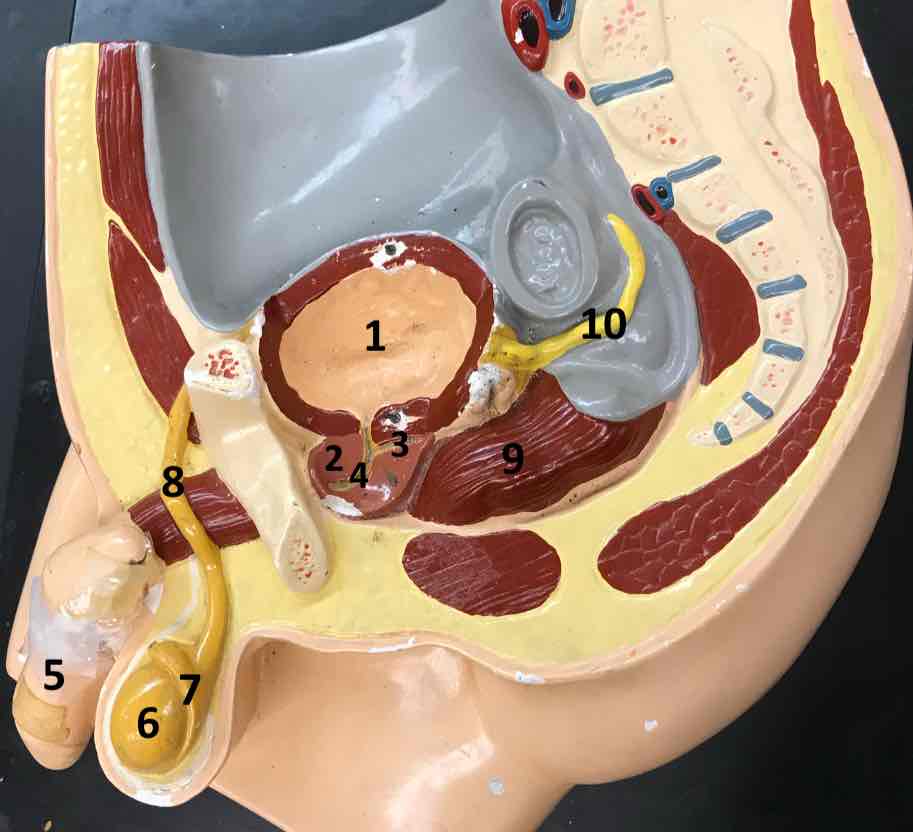 <p>8</p>
