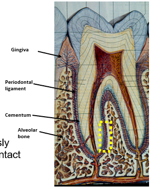 <ul><li><p>cementum - produced by cementocytes</p></li><li><p>periodontal ligament - collagen I fibers translate compression to tension and stimulate bone production</p></li><li><p>alveolar bone - insertion site of periodontal ligament</p></li><li><p>gingiva - mucous membrane</p></li></ul>