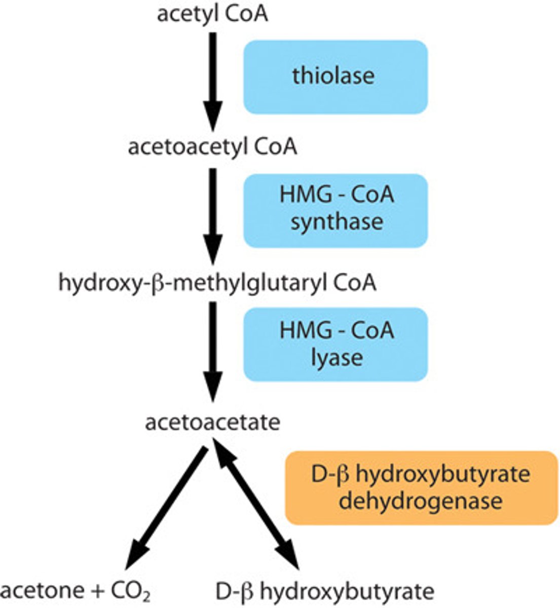 <p>during starvation, glucose level fall and fatty acids are oxidized to supplement TCA cycle</p><p>in liver cells, remaining acetyl-CoA produced react together to form ketone bodies, enter brain or other organs to be reconverted to acetyl-CoA</p><p>2 acetyl-CoAs combined to form acetoacetate, which can split to beta-hydroxybutyrate and acetone</p>