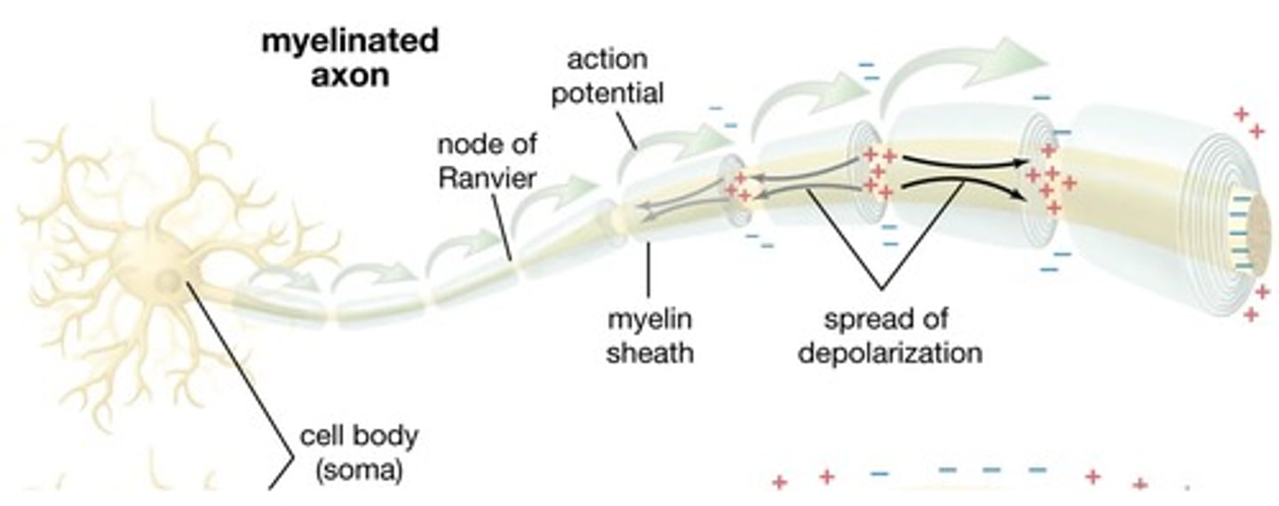 <p>Lies beneath cortex</p><p>Contains axons</p><p>Myelinated</p>