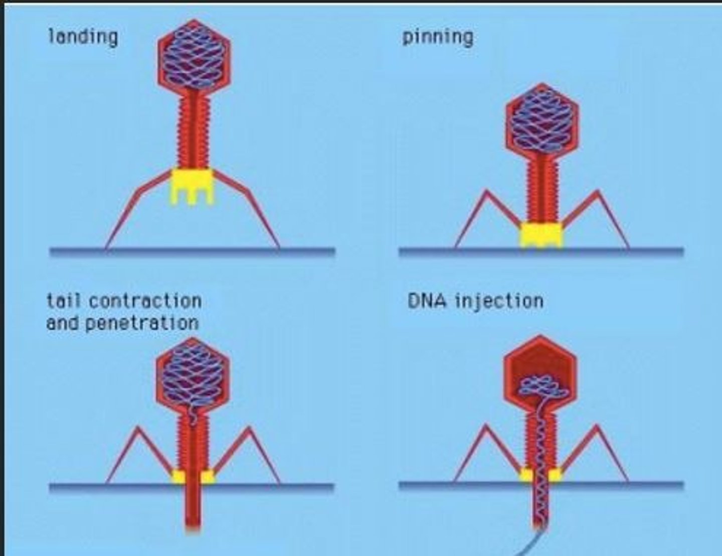 <p>Transfer of bacterial DNA between a bacteriophage-infected bacterium and a bacteriophage-susceptible bacterium</p><p>Bacteriophage acts as conduit for shuttling bacteria genes from one cell to another, thus negating the necessity for cell-to-cell contact</p>