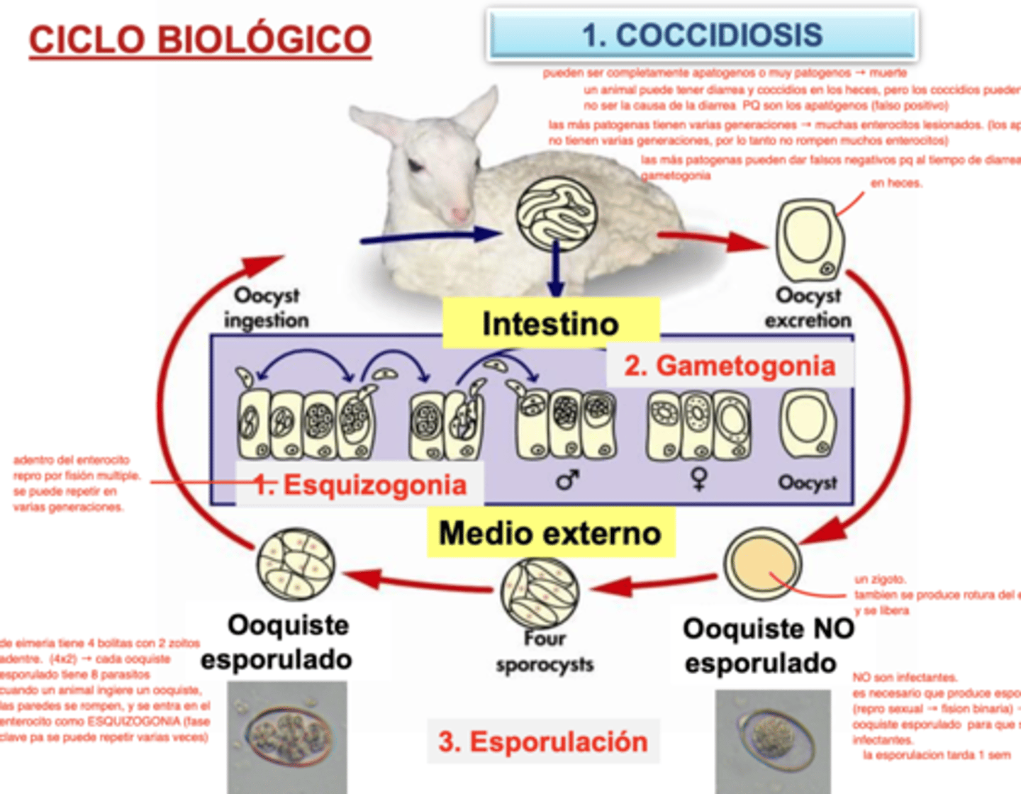 <p>1. esquizogonia (sexual)</p><p>- en los enterocitos</p><p>- repro. por fisión múltiple</p><p>2. gametogonia (asexual)</p><p>- en los enterocitos</p><p>- excretados como ooquistes en las heces</p><p>3. esporogonia (sexual)</p><p>- en el suelo</p><p>- repro. por fisión binaria</p><p>- ooquiste con 4 bolitas con 2 zoitos adentro. </p><p>- ingerido por el animal</p>