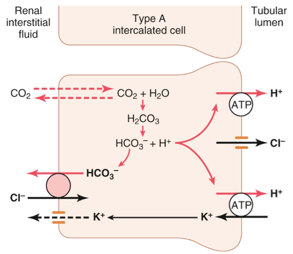 <p></p><ul><li><p style="text-align: center;"><span><span>H</span><sup><span>+</span></sup><span> ATPase important in secreting H</span><sup><span>+</span></sup><span> into tubule lumen – can generate an 800 fold H</span><sup><span>+</span></sup><span> gradient, giving a minimum urinary pH of ~4.5</span></span></p></li></ul><ul><li><p style="text-align: center;"><span><span>However this is still not sufficient alone to secrete all the 70-100mmol of non-volatile H</span><sup><span>+</span></sup></span></p></li></ul><p></p>