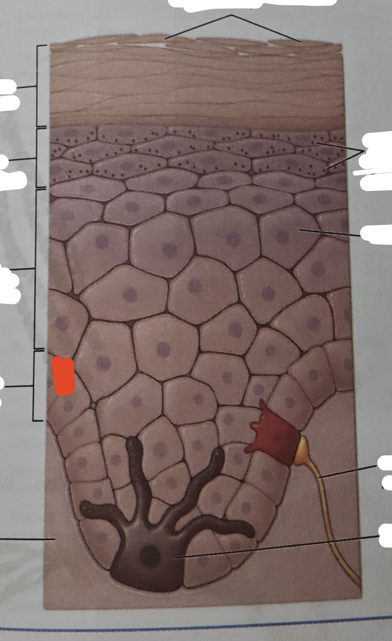 <p>the deepest epidermal layer and attaches the epidermis to its basement membrane, which ties the epiermis to the dermis below</p>