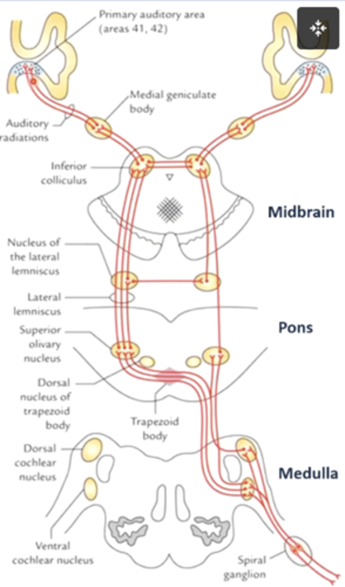 <p>ipsilaterally; bilateral</p>
