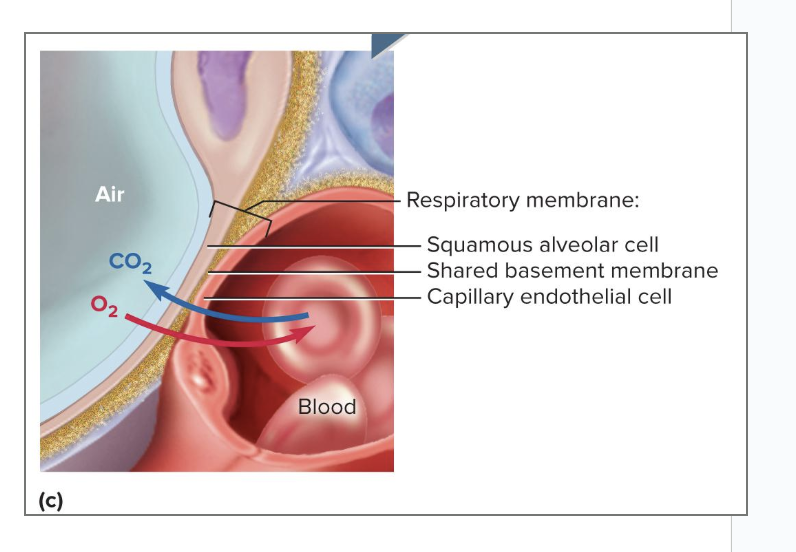 <p>thin barrier between the alveolar air and blood</p><ul><li><p>where gas exchange occurs </p><ul><li><p>gases move independently</p></li></ul></li><li><p>the simple squamous alveolar cells and capillaries share a basement membrane that glues them together</p></li><li><p>CO2 goes from blood to alveolar air </p></li><li><p>Oxygen goes into the blood from the alveoli</p></li></ul><p></p>