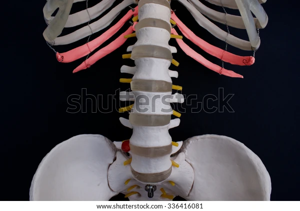 <p>What type of ribs are 11-12?</p>