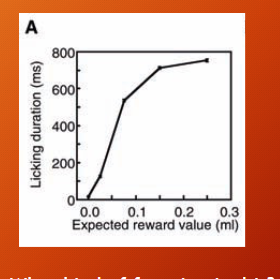 <p>Presented one of five different stimuli to primates &gt; each symbol is attached to some chosen expected value ,&nbsp;<span style="font-family: Aptos, sans-serif; line-height: 115%;"><strong>The calculations below represent EV associated with each symbol (prob*value)</strong></span></p><p><span style="font-family: Aptos, sans-serif; line-height: 115%;">they tracked licking in anticipatoin duration based on stimulus presented, monkeys lick even before stimulus presented so we know when association with symbol and reward has been made. &gt; continuous monotonic function</span></p><p>magnitude of dopamine respond coorelate with EV of stimuli, dopamine neurons respond to behaiovrally relevant stimuli and also EV of reward (respond diff based on how big drop of water was) </p><p></p><p>when symbol was followed by a lesser EV reward dopamine neurons stop responding, when symbol was followed a bigger EV reward there was excitation of dopamine neurons</p>