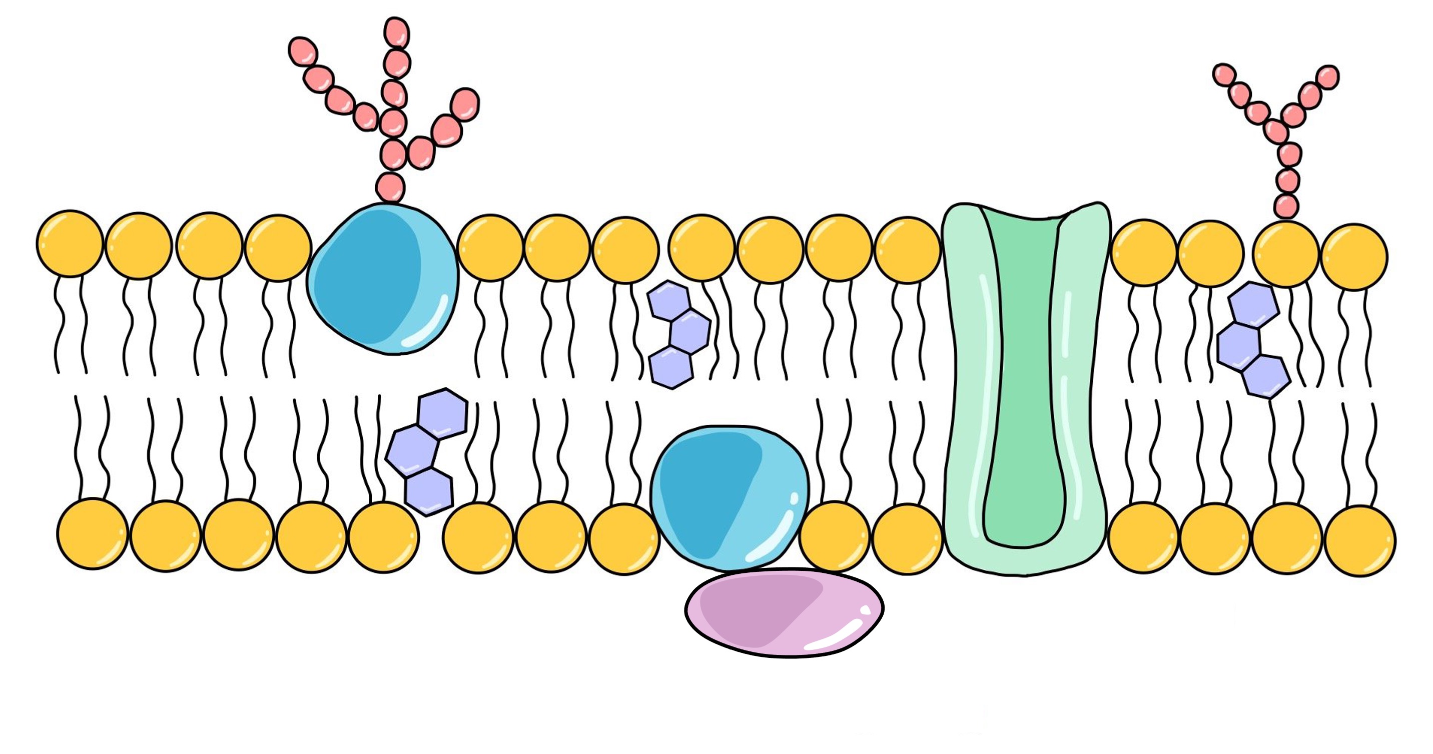 <p>What is the pink blob on the diagram?</p>