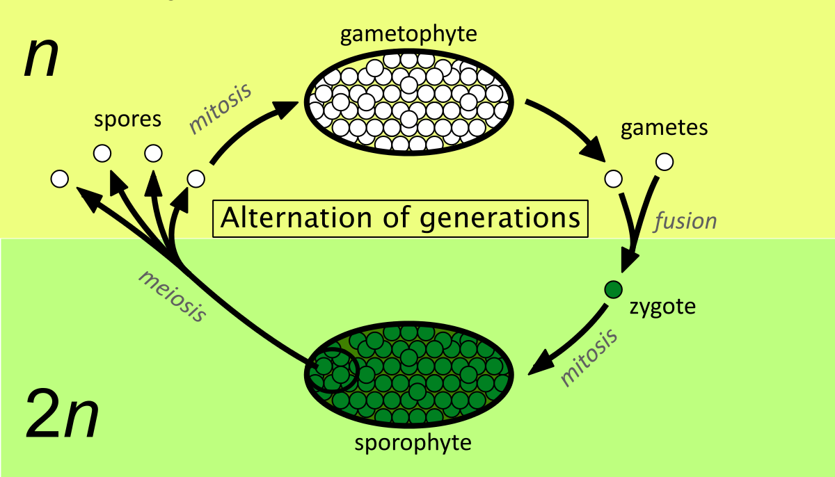 <p>Alternation of generation</p>