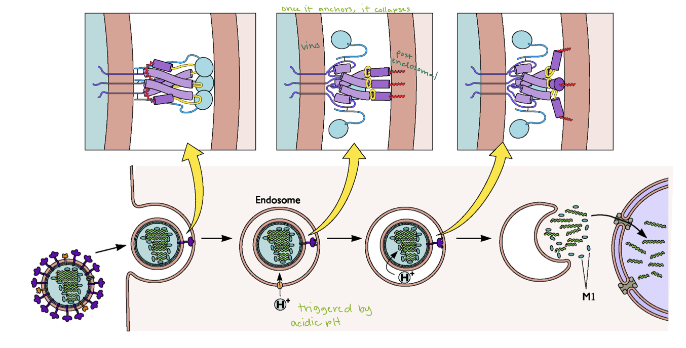 <p>Virus particles are METASTABLE structures. Under the appropriate conditions they disassemble. Following attachment influenza virions are taken into the cell by receptor mediated endocytosis. Acidification of the endosome triggers membrane fusion as well as the activation of M2 ion channel and the disassembly of M1 and vRNPs.</p><p>Released nucleocapsid complexes are transported to the nucleus due to the presence of a nuclear localization signal (NLS) on the NP protein</p>