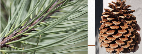 <ul><li><p>needles in bundles of 3</p></li><li><p>cones large with spines that point inward</p><ul><li><p>“gentle jeffrey”</p></li></ul></li><li><p>vanilla or butterscotch scented bark</p></li></ul><p></p>