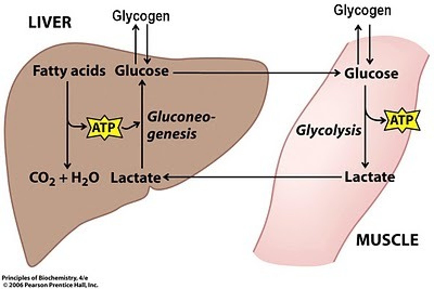 <p>- Lactate produced in muscle is transported to the liver</p><p>- Liver converts lactate back to glucose</p>