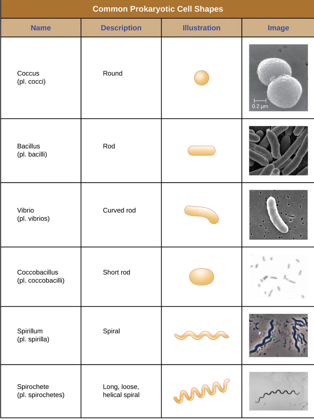 <p>common prokaryotic cell shapes </p>