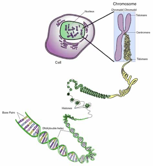 <p><strong>Chromatin</strong> is loosely packed DNA found in the nucleus during normal cell activity, allowing gene expression. <strong>Chromosomes</strong> are tightly coiled DNA structures that form during cell division to ensure accurate DNA distribution.</p>