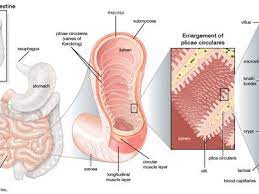 helps to further digest food coming from the stomach and other parts of the small intestine.