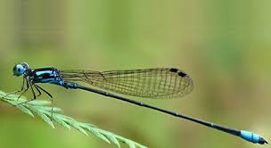 <p>Damselflies - same size wings</p>