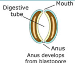 <p>the anus</p>