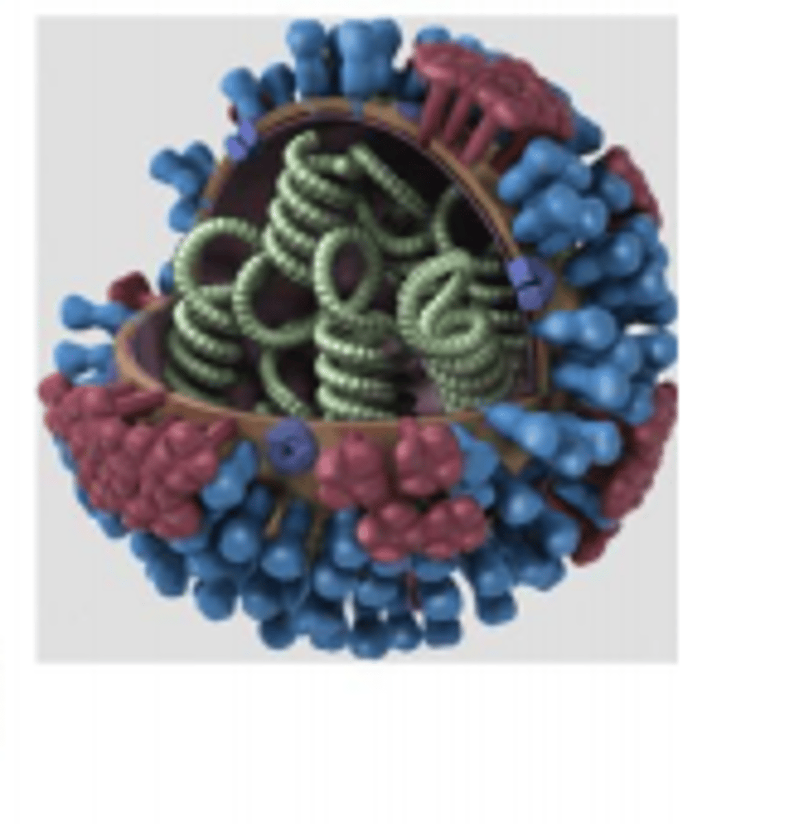 <p>- influenza is caused by orthomyxoviridae</p><p>- myxo: Greek word for mucous: IV can attach to mucoproteins on cell surface</p><p>- 3 genera which can infect humans</p><p>- influenza virus A [H1-18; N1-11]</p><p>-influenza virus B [B/Yamagata, B/Victoria]</p><p>- infleunza virus C ( mostly in appparent, or mild, URTI)</p><p>- IVA undergoes genetic shift and causes pandemics</p><p>- minus sense ssRNA virus which can undergoes mutation adn reassortment: high rates of antigenic variation</p><p>- most recent pandemic started in 2009: H1N1</p>