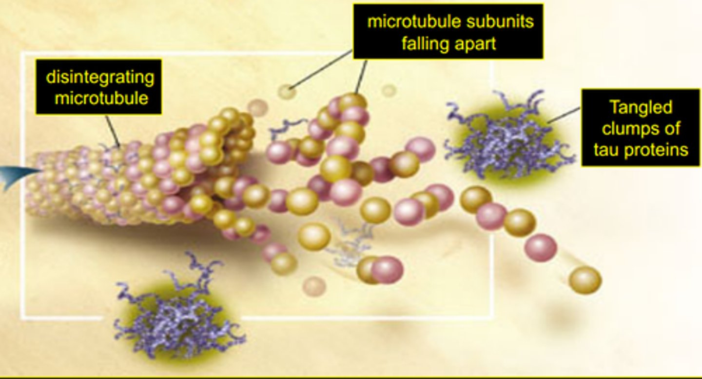<p>part of the intracellular support structure of axons</p>