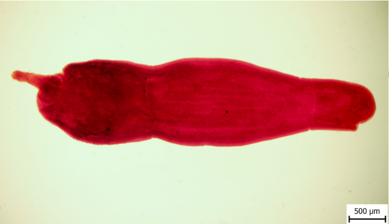 <p><strong><em>Polymorphus magnus (Acanthocephala)</em></strong></p><ul><li><p>Final Host: Duck goose swan chicken</p></li><li><p>Location: SI</p></li><li><p>IH: crustaceans</p></li></ul><p>LC: - 30 days</p><ol><li><p>embryonated eggs with acanthor shed in feces</p></li><li><p>eggs are eaten by IH → acanthella → cystacanth (infective stage forms)</p></li><li><p>FH ingest IH, cystacanth hatches and attach to SI wall → adults → lays eggs</p></li></ol><p><span data-name="microscope" data-type="emoji">🔬</span> Diagnosis: Sedimentation</p><p>Treatment: Bitinol</p><p>species of polymorphus: Minitus, magnus </p><p>“Picture shows adult - P. minitus” - Proboscis anteror - spirus and hooks.</p>