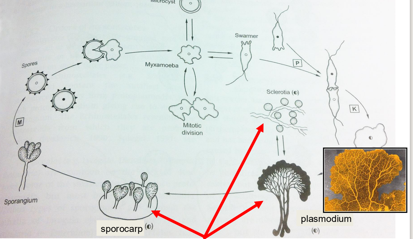 <p>no cell wall, can switch between biflagellated and non flagellated body forms, </p>