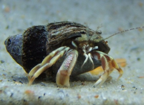 <p>Long Clawed Hermit Crab</p>