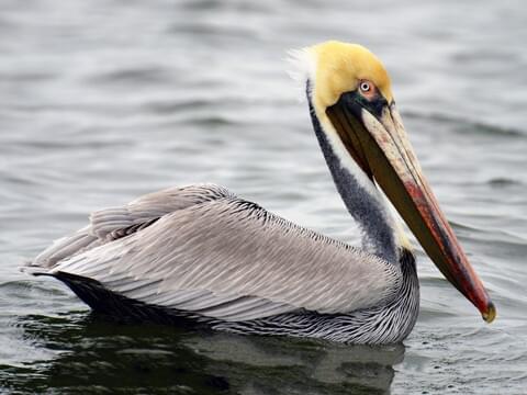 <p>What bird is this?</p>