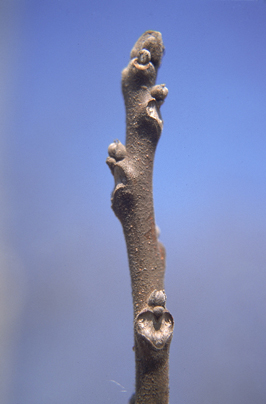 <p>Common name: Black walnut</p><p></p><p>Genus: Juglans</p><p></p><p>Species: nigra</p><p></p><p>Family: Juglandaceae</p>