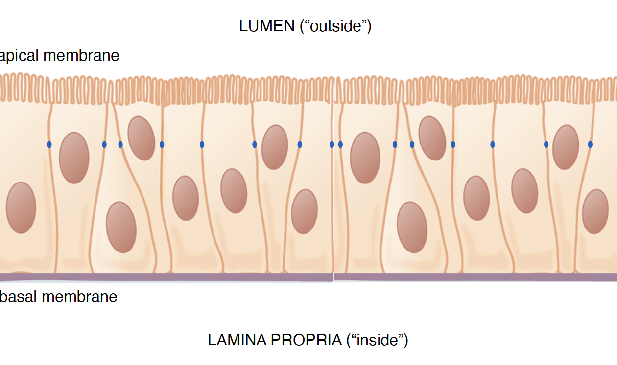 <p>the outside near apical membrane </p>