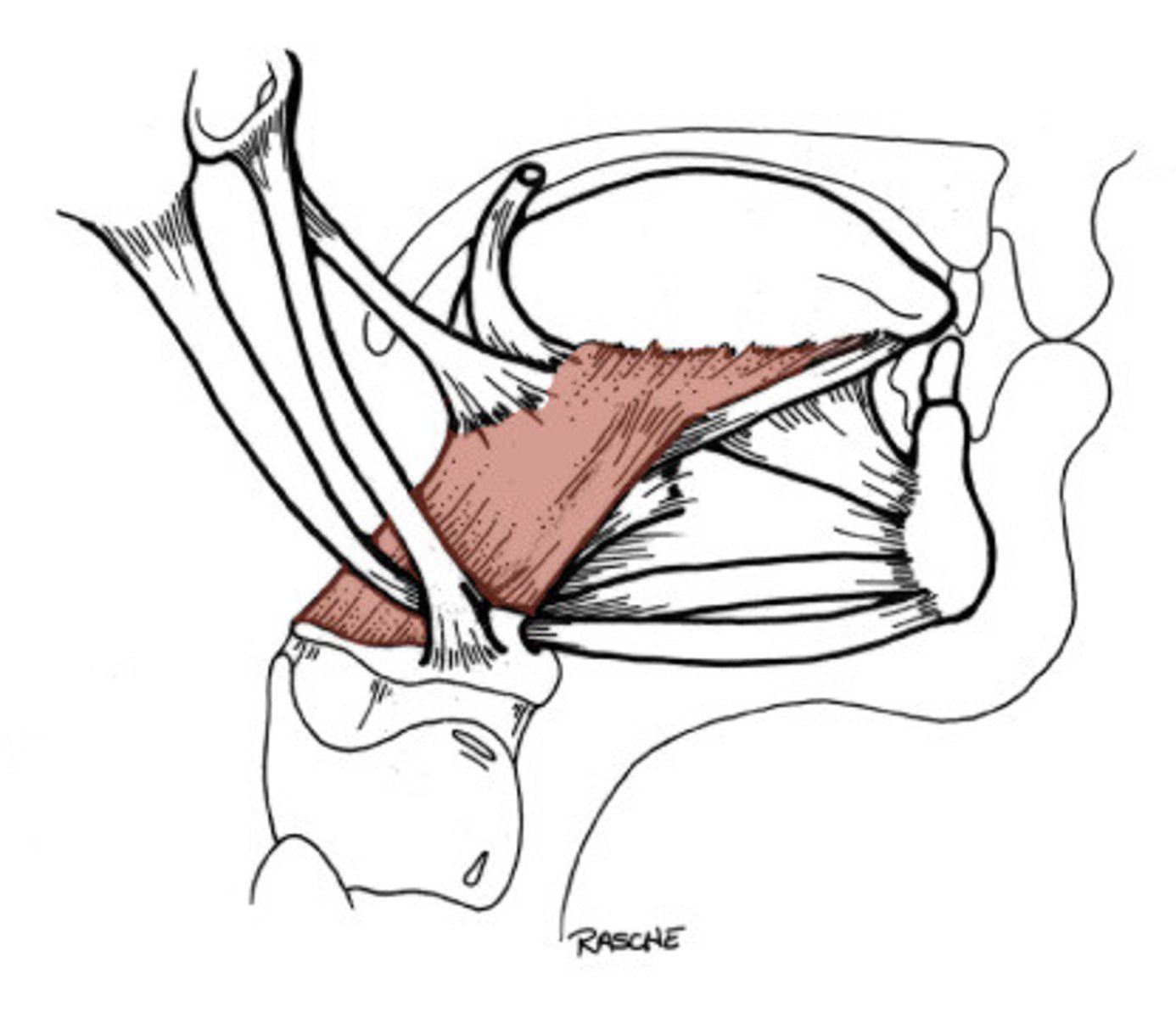 <p>depresses and retracts tongue</p>