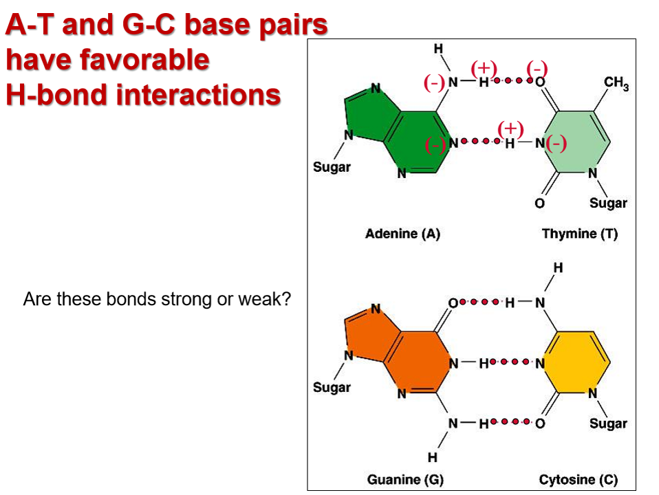 <p>weak bonds </p>