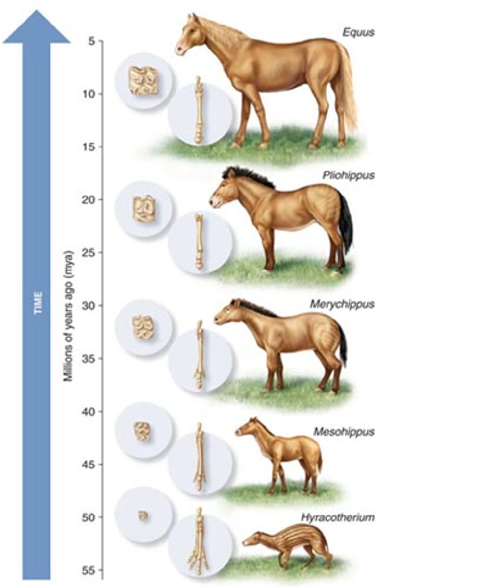 <p>Change in genetic makeup of a population from generation to generation.</p>