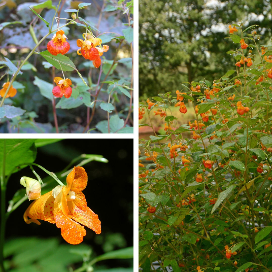 Jewelweed:

orange spotted bilateral flowers, smaller than pallida