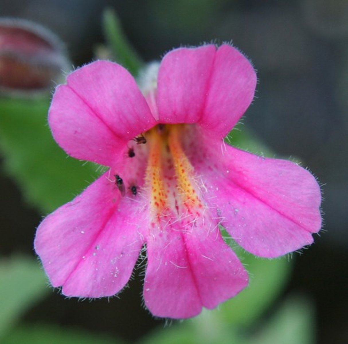 <p>Monocot or dicot?</p>