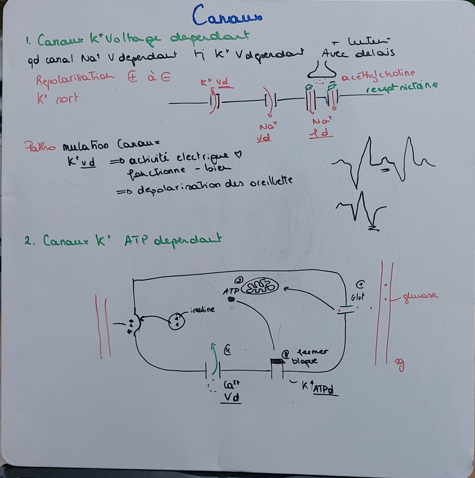 <p><code>Canaux K+</code></p><p class="has-focus"><em>K<sup>+</sup> ATP dépendant</em></p><p class="has-focus"><em>cell beta des îlot de Langherhans</em></p>