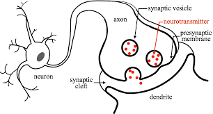 <p>first membrane</p>