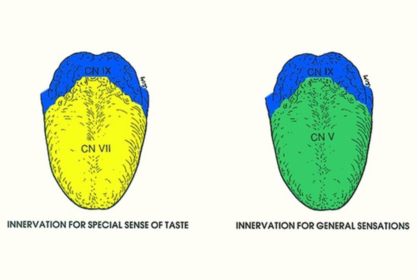 <p>Facial nerve, innervates anterior tongue taste.</p>