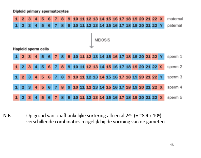 <p>= bij de segregatie: niet alle paternalen gaan naar één kant, en maternale naar andere kant</p><p>→ er zijn 2<sup>23</sup> mogelijkheden → zorgt voor genetische diversiteit</p><p>wordt correct uitgevoerd door homologe recombinatie</p>