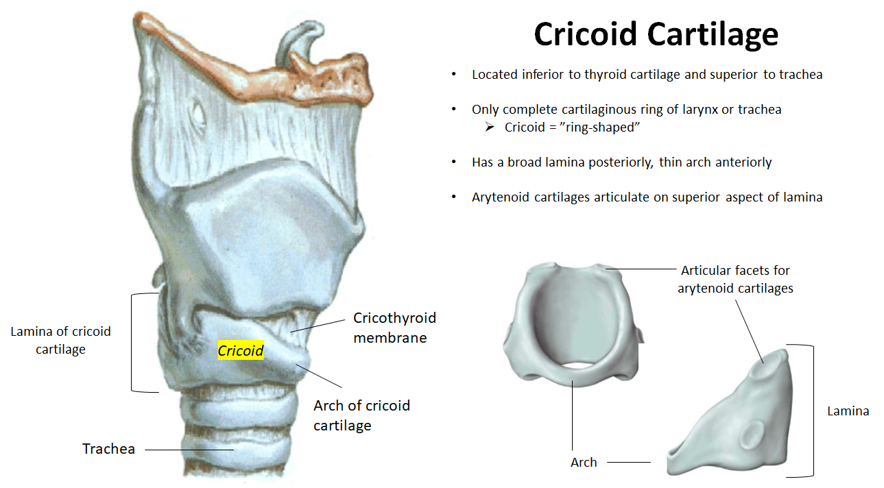 <ul><li><p>Located <strong>below thyroid</strong>, <strong>above trachea</strong></p></li><li><p>Only <strong>complete ring</strong> of larynx or trachea</p></li><li><p><strong>Ring-shaped</strong> with <strong>broad lamina</strong> posteriorly, <strong>thin arch</strong> anteriorly</p></li></ul><p></p>