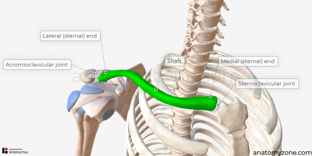 <p>Breastbone</p>