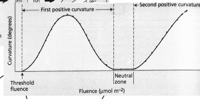 <p>the low point between the first positive and second positive</p>