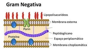 <p><span style="color: rgb(0, 0, 0)">Bactérias que possuem uma </span><strong>fina camada de peptidoglicano</strong><span style="color: rgb(0, 0, 0)"> localizada entre duas membranas lipídicas (membrana interna e membrana externa). Durante a coloração de Gram, o corante cristal violeta é facilmente removido e a célula é corada pelo corante secundário (safranina), resultando em uma coloração </span><strong>rosa</strong><span style="color: rgb(0, 0, 0)"> ou </span><strong>vermelha</strong><span style="color: rgb(0, 0, 0)">.</span></p>