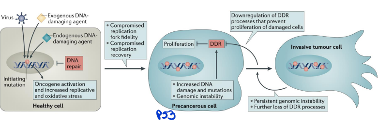 <p>linked to oncogensis</p><p>DNA damage can lead to mutations that drive cancer by activating oncogenes or inactivating tumor suppressor genes. Common sources include UV radiation, chemicals, and oxidative stress. Cells rely on repair mechanisms like mismatch repair (MMR) and homologous recombination (HR) to fix damage, but defects in these pathways (e.g., BRCA1/2 mutations) increase cancer risk</p>