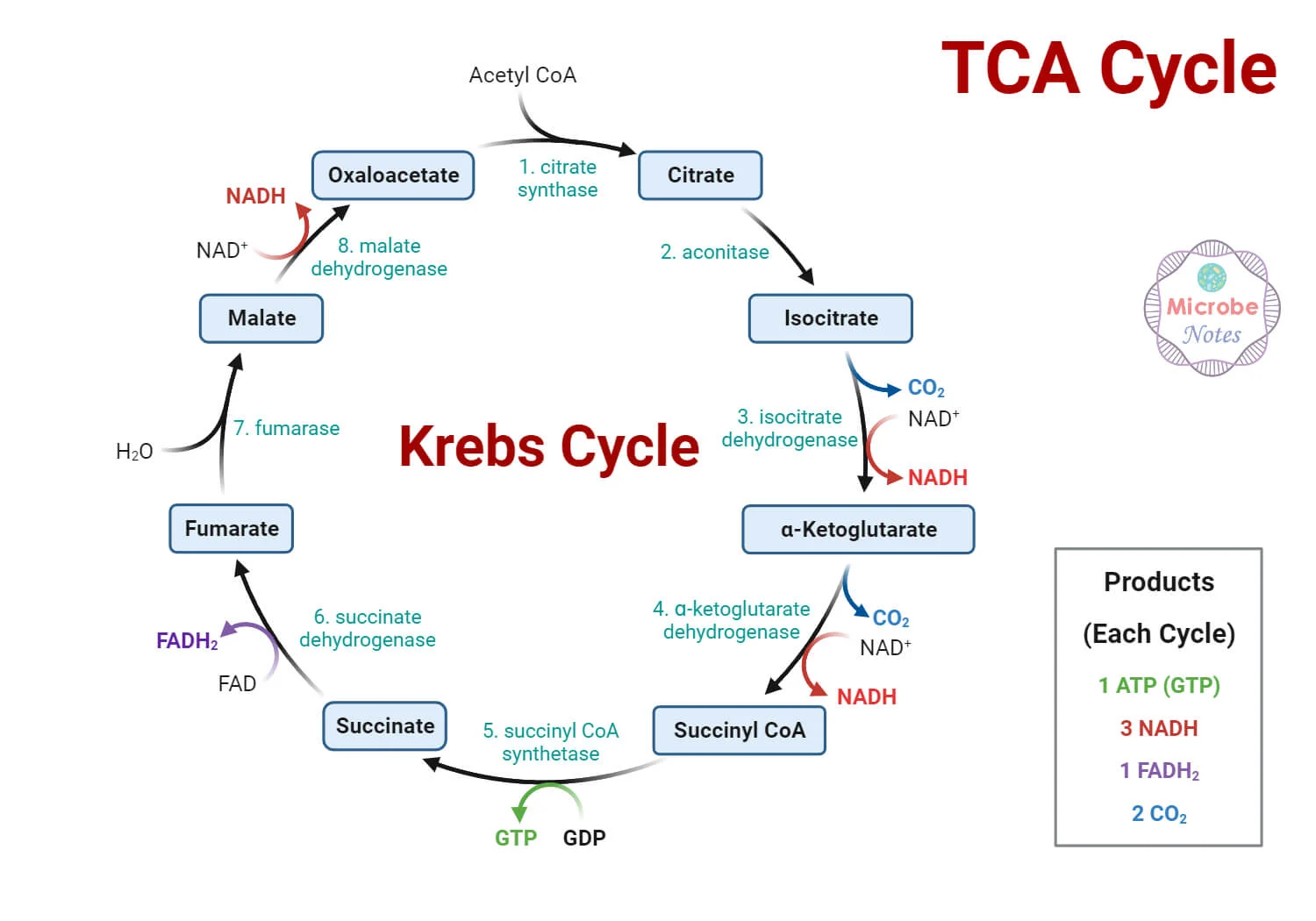 <p>The citric acid cycle removes electrons from acetyl CoA and uses the electrons to reduce NAD<sup>+</sup> and FAD to form NADH and FADH<sub>2</sub> </p>