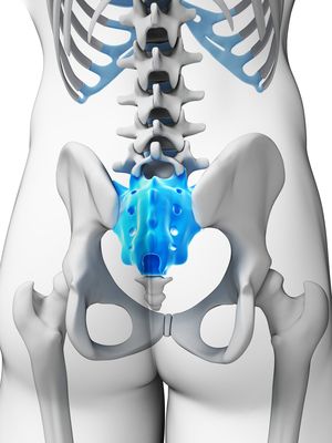<p><span>triangular-shaped bone located at the base of the spine, between the lumbar vertebrae and the coccyx (tailbone)</span></p>