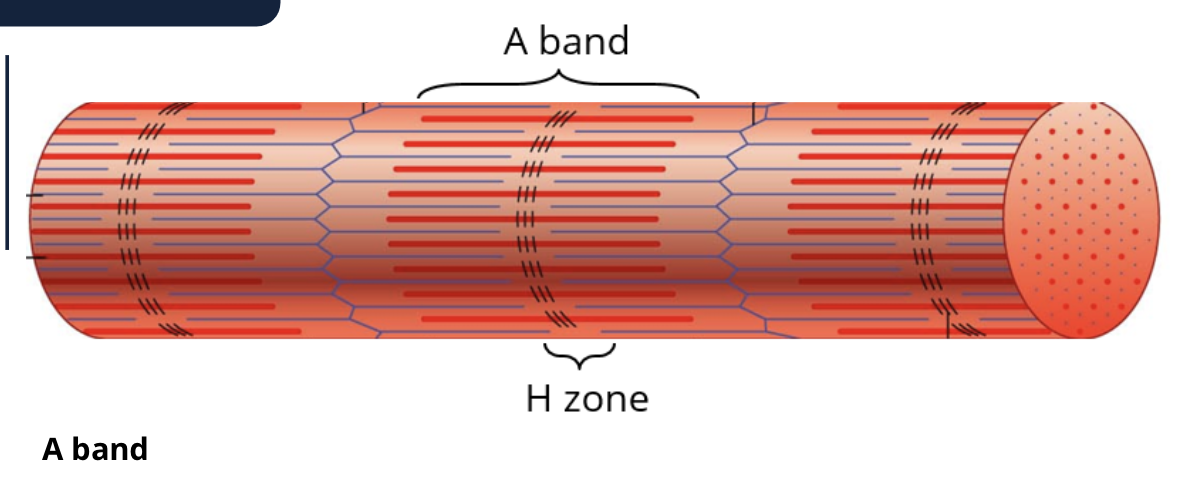 <p>the H zone: is lighter bc the thin filimarent (actin) does not reach that far from the end</p>