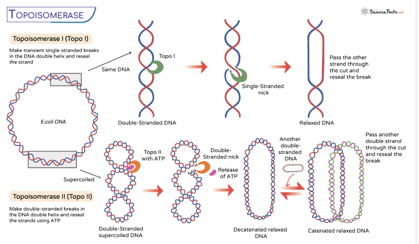 <p><span>cut both DNA strands</span></p>