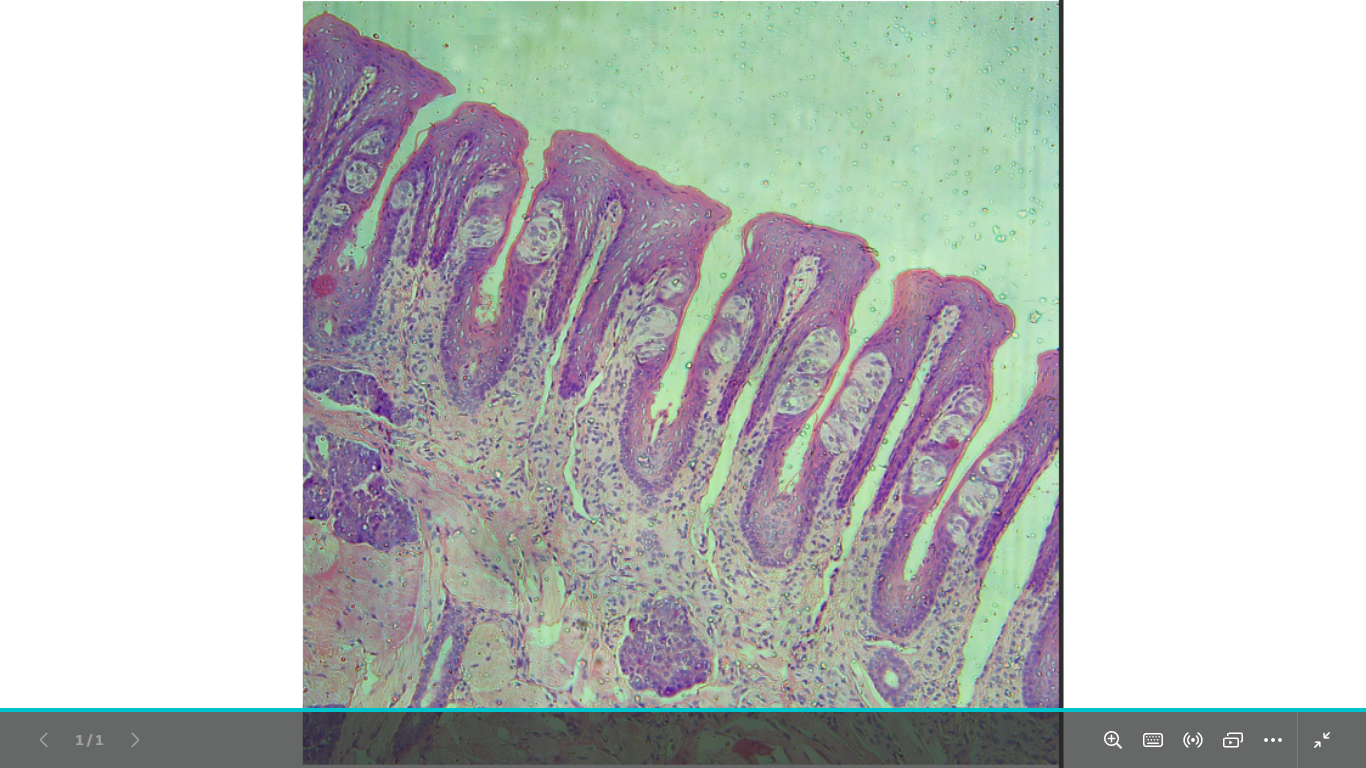 <p>identify </p><p>mention one site </p>