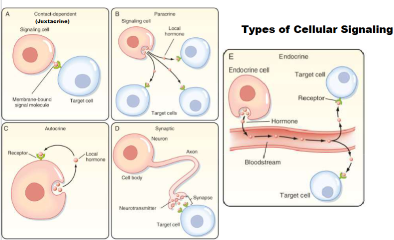 <ul><li><p> cell and target cell in general area of each other, release signal to extracellular fluid and only has to travel small distance (ex: histamine)</p></li></ul><p></p>